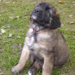 Mara (Alma Magic, Rotes Halsband